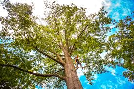 Best Stump Grinding and Removal  in Town Line, NY