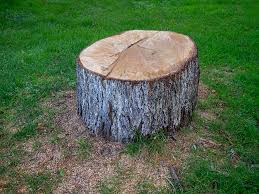 Professional Tree Services in Town Line, NY