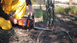 How Our Tree Care Process Works  in  Town Line, NY