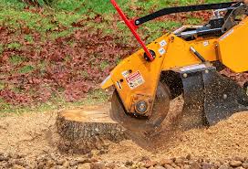 Best Fruit Tree Pruning  in Town Line, NY