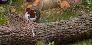 Best Lawn Renovation and Restoration  in Town Line, NY