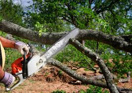 Best Tree Disease Treatment  in Town Line, NY