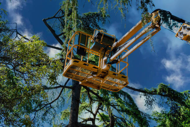 Best Tree and Shrub Care  in Town Line, NY