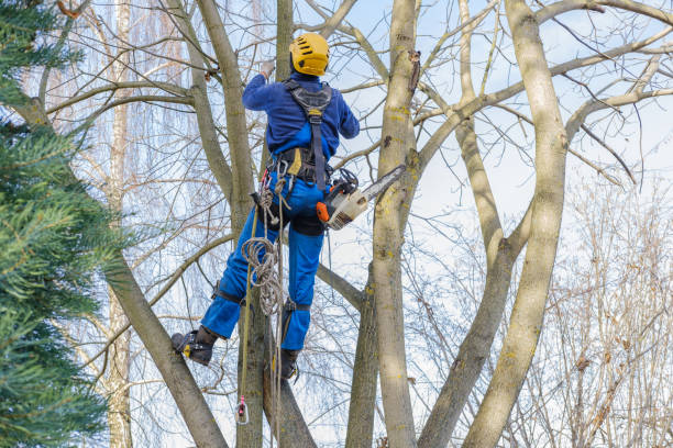 Best Tree Risk Assessment  in Town Line, NY