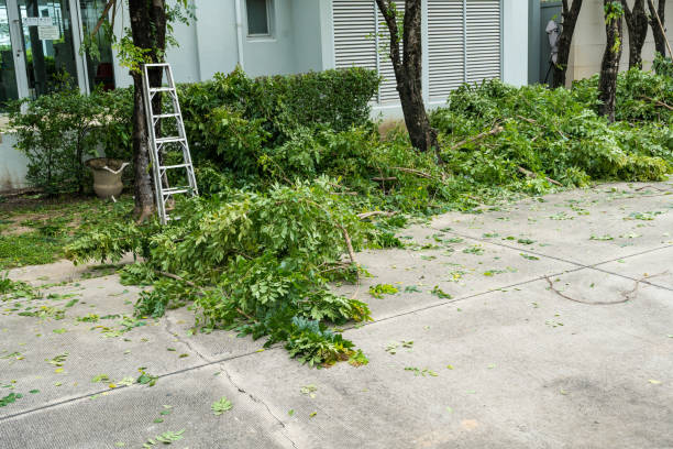 Best Pest Control for Lawns  in Town Line, NY