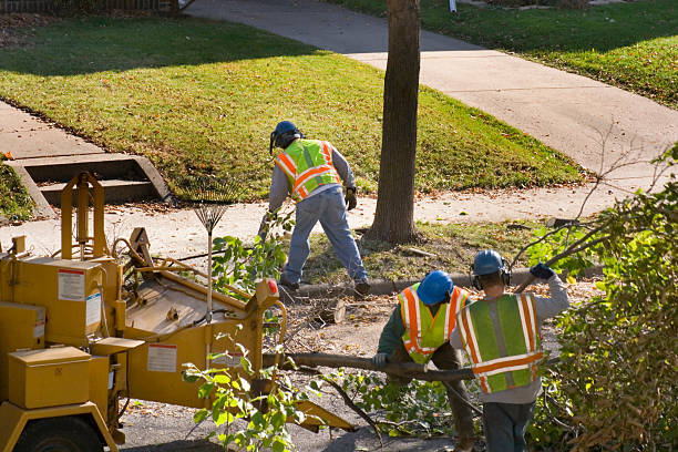 Best Tree Cabling and Bracing  in Town Line, NY