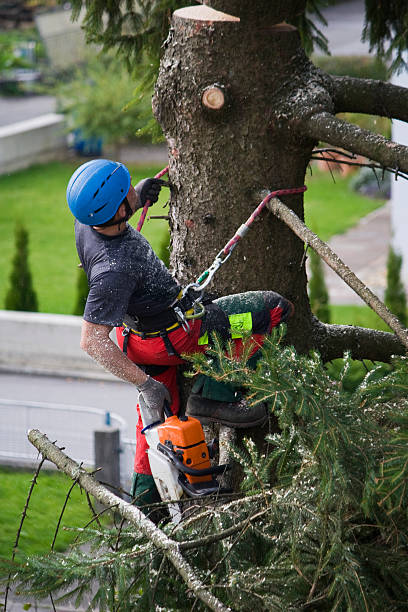 Best Aeration Services  in Town Line, NY